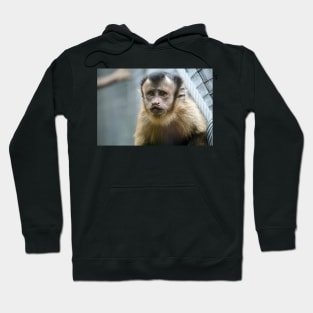 Capuchin Monkey Hoodie